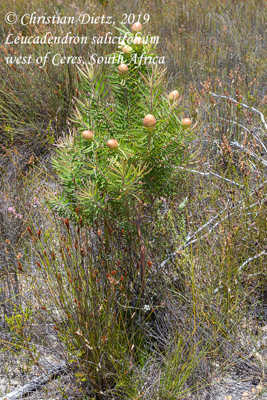 Leucadendron salicifolium - Ceres, Western Cape - leucadendron - Leucadendron salicifolium - Südafrika - Tag 17