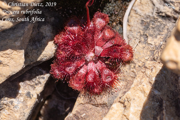 Drosera rubrifolia - Ceres, Western Cape - Drosera rubrifolia - Südafrika - Tag 17 - Afrika