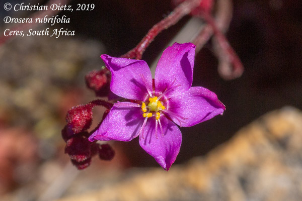 Drosera rubrifolia - Ceres, Western Cape - Drosera rubrifolia - Südafrika - Tag 17 - Afrika