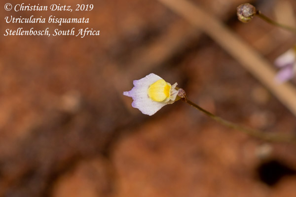 Utricularia bisquamata - Stellenbosch - Utricularia bisquamata - Südafrika - Tag 18 - Afrika