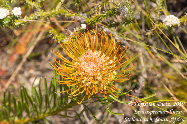 Leucospermum lineare - Stellenbosch - Leucospermum - Leucospermum lineare - Südafrika - Tag 18