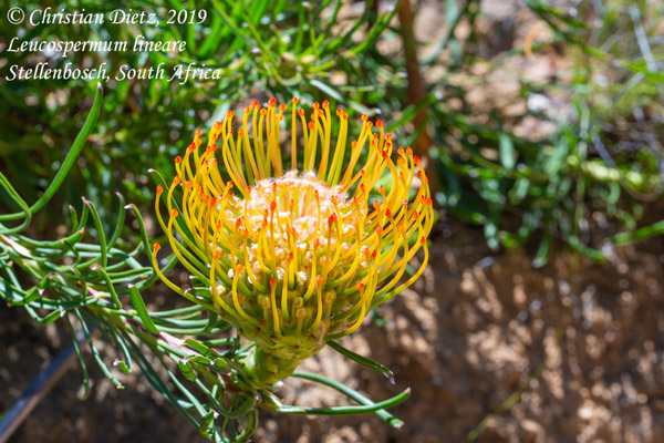 Leucospermum lineare - Stellenbosch - Leucospermum - Leucospermum lineare - Südafrika - Tag 18 - Afrika