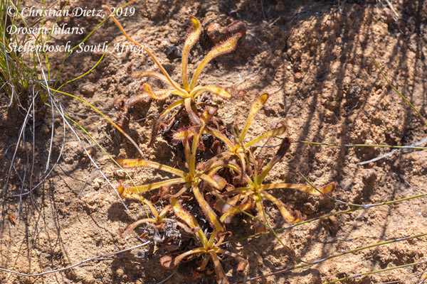 Drosera hilaris - Stellenbosch - Drosera hilaris - Südafrika - Tag 18 - Afrika