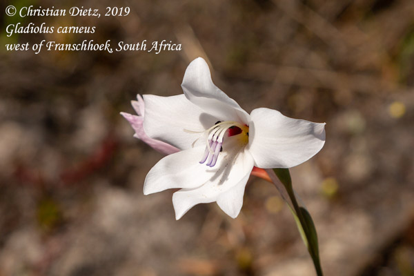 Gladiolus carneus - Franschhoek - Gladiolus - Gladiolus carneus - Südafrika - Tag 18 - Afrika