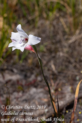 Gladiolus sp. - Franschhoek - Gladiolus - Gladiolus sp. - Südafrika - Tag 18 - Afrika