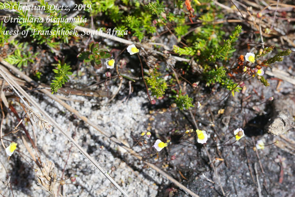 Utricularia bisquamata - Franschhoek - Utricularia bisquamata - Südafrika - Tag 18 - Afrika