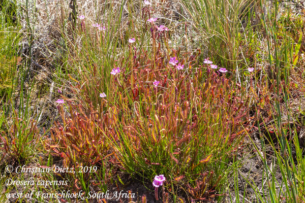 Drosera capensis - Franschhoek - Drosera capensis - Südafrika - Tag 18 - Afrika
