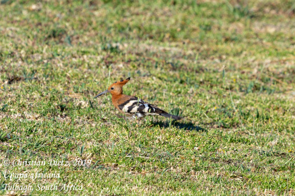 Upupa africana - Tulbagh, Western Cape - Vögel - Upupa africana - Südafrika - Tag 19 - Afrika