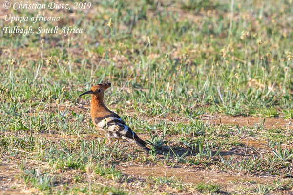 Upupa africana - Tulbagh, Western Cape - Vögel - Upupa africana - Südafrika - Tag 19 - Afrika