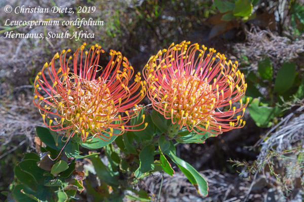Leucospermum cordifolium - Hermanus - Leucospermum - Leucospermum cordifolium - Südafrika - Tag 19 - Afrika