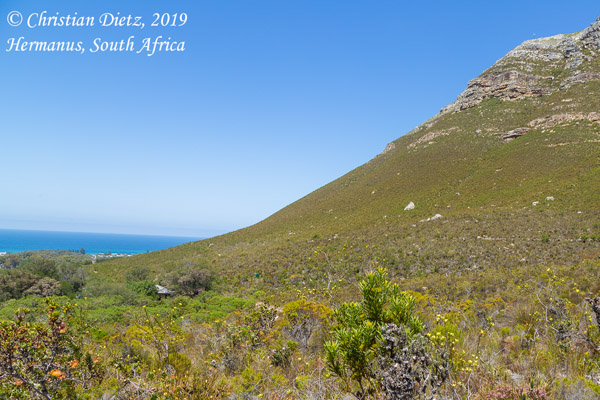 Südafrika - Tag 19 - Hermanus, Western Cape - Afrika