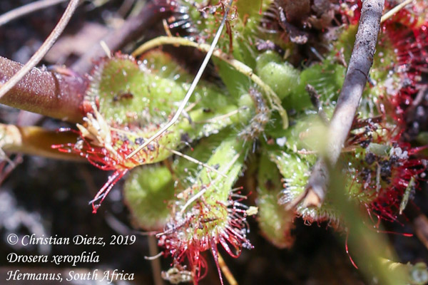 Drosera xerophila - Hermanus, Western Cape - Drosera xerophila - Südafrika - Tag 19 - Afrika