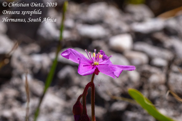 Drosera xerophila - Hermanus, Western Cape - Drosera xerophila - Südafrika - Tag 19 - Afrika