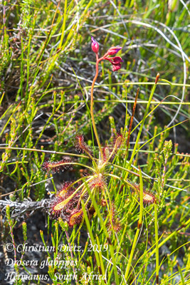 Drosera glabripes - Hermanus, Western Cape - Drosera glabripes - Südafrika - Tag 19 - Afrika