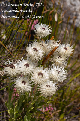 Syncarpha vestita - Hermanus, Western Cape - Syncarpha - Syncarpha vestita - Südafrika - Tag 19 - Afrika
