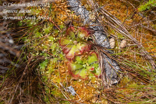 Drosera aliciae - Hermanus - Drosera aliciae - Südafrika - Tag 19 - Afrika