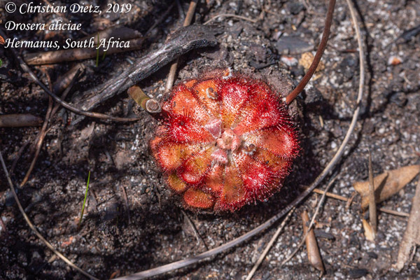 Drosera aliciae - Hermanus, Western Cape - Drosera aliciae - Südafrika - Tag 19 - Afrika