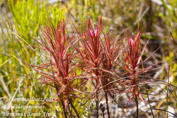 Roridula gorgonias - Hermanus, Western Cape - Roridula gorgonias - Südafrika - Tag 19 - Afrika