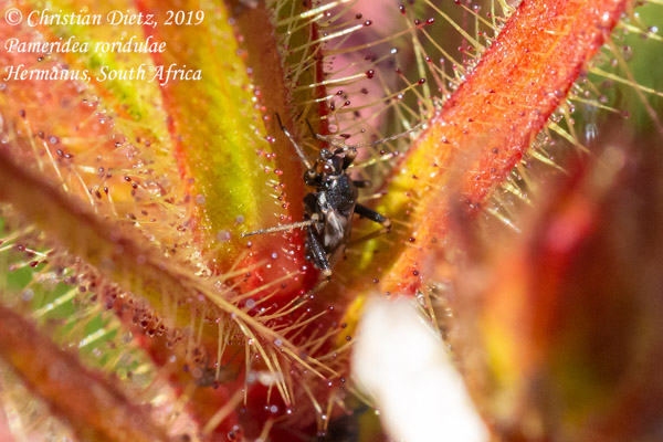 Roridula gorgonias - Hermanus - Wanzen - Roridula gorgonias - Südafrika - Tag 19 - Afrika