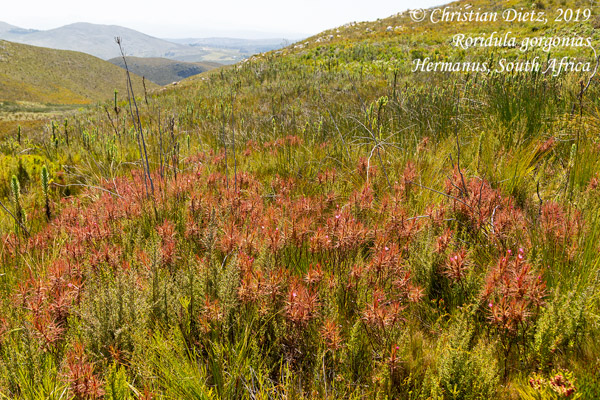 Roridula gorgonias - Hermanus - Roridula gorgonias - Südafrika - Tag 19 - Afrika