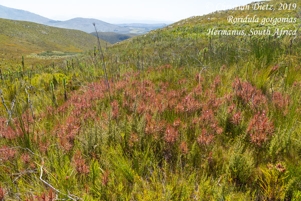 Roridula gorgonias - Hermanus - Roridula gorgonias - Südafrika - Tag 19 - Afrika