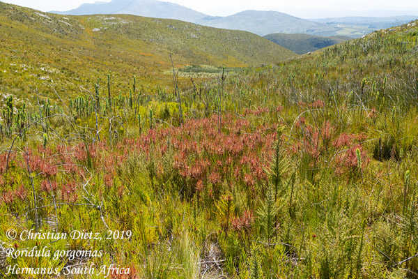 Roridula gorgonias - Hermanus, Western Cape - Roridula gorgonias - Südafrika - Tag 19 - Afrika