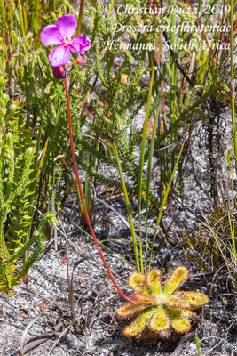 Drosera esterhuyseniae - Hermanus, Western Cape - Drosera esterhuyseniae - Südafrika - Tag 19 - Afrika