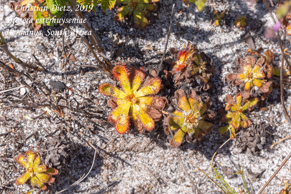 Drosera esterhuyseniae - Hermanus, Western Cape - Drosera esterhuyseniae - Südafrika - Tag 19 - Afrika