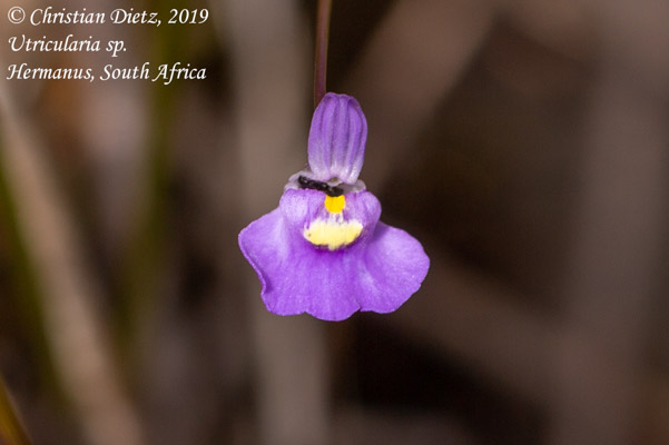 Utricularia sp. - Hermanus, Western Cape - Utricularia sp. - Südafrika - Tag 19 - Afrika