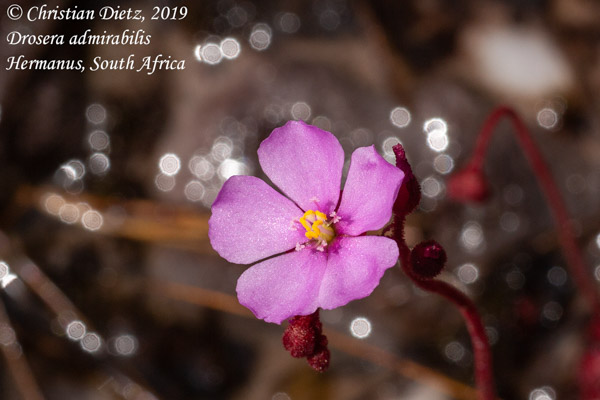 Drosera admirabilis - Hermanus, Western Cape - Drosera admirabilis - Südafrika - Tag 19 - Afrika
