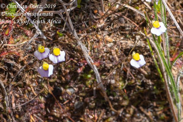 Utricularia bisquamata - Bains Kloof - Utricularia bisquamata - Südafrika - Tag 20 - Afrika