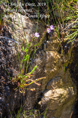 Drosera capensis - Bains Kloof - Drosera capensis - Südafrika - Tag 20 - Afrika
