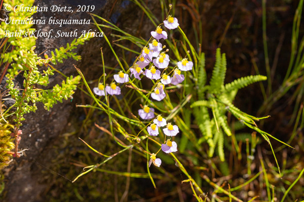 Utricularia bisquamata - Bains Kloof - Utricularia bisquamata - Südafrika - Tag 20 - Afrika