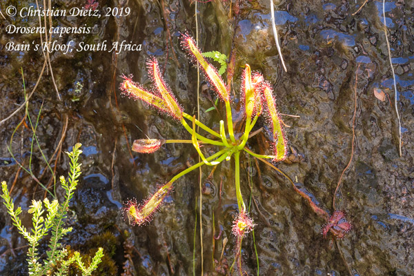 Drosera capensis - Bains Kloof - Drosera capensis - Südafrika - Tag 20 - Afrika