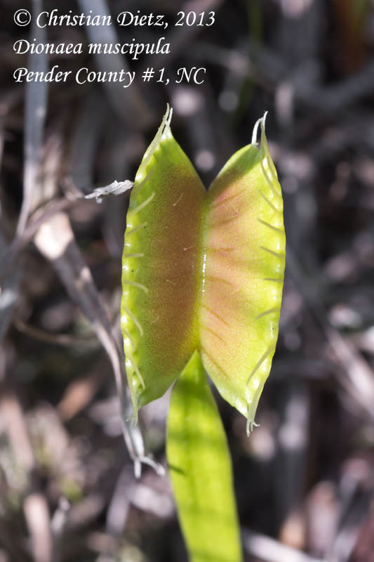 Dionaea muscipula - Pender County, North Carolina - Dionaea muscipula - USA - Tag 4 - Tour mit Mark Todd - Nordamerika