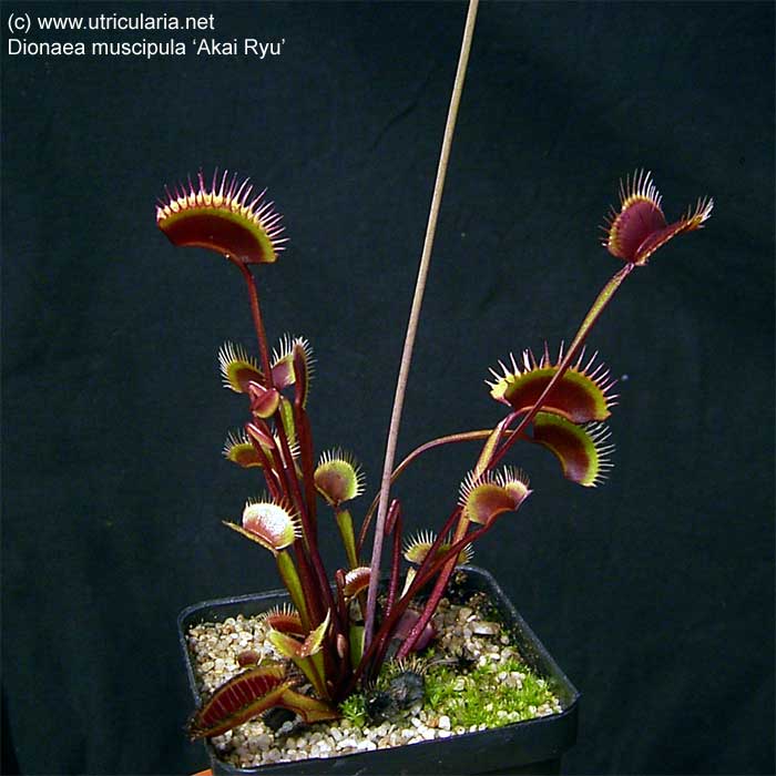 Dionaea muscipula Akai Ryu - Dionaea muscipula Akai Ryu